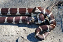 Hoảng hồn xem rắn nuốt rắn