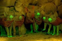 Ánh sáng ma mị phát ra từ các loài vật