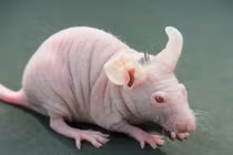 Kỳ dị xem chuột mọc tóc người