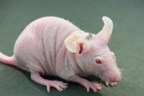 Kỳ dị xem chuột mọc tóc người