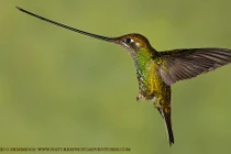 Những loài chim ruồi rực rỡ nhất (1) 