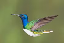 Những loài chim ruồi rực rỡ nhất (2)