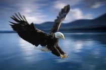 Những pha săn mồi đỉnh cao của chúa tể bầu trời 