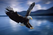 Những pha săn mồi đỉnh cao của chúa tể bầu trời 