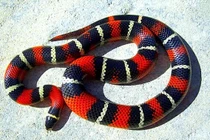 Những loài rắn sát thủ được cưng chiều nhất thế giới