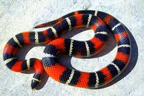 Những loài rắn sát thủ được cưng chiều nhất thế giới