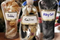 Những vụ lừa đảo kinh điển liên quan đến động vật