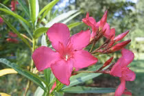 Những loài cây độc nhất thế giới