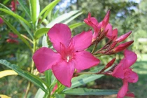 Những loài cây độc nhất thế giới