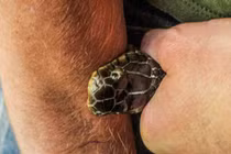 Giật mình với người tự tiêm nọc rắn mà vẫn… sống khỏe