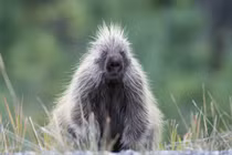 Những loài có vũ khí nguy hiểm là... bộ lông