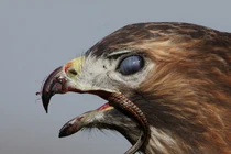 Khi rắn bị khuất phục bởi mỏ chim