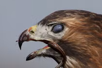 Khi rắn bị khuất phục bởi mỏ chim