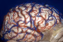 Hình ảnh 3D rùng rợn về não