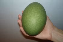 Tận mục những quả trứng kỳ quái 1-0-2