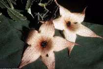 Những loài hoa bốc mùi nhất thế giới