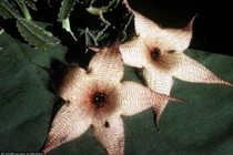 Những loài hoa bốc mùi nhất thế giới