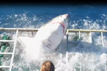 Thoát chết kỳ diệu khi đối mặt cá mập trong lồng sắt