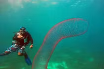 Tận mắt loài sâu biển khổng lồ nhất thế giới