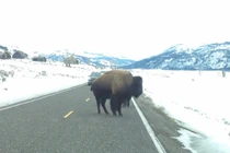 Bò rừng hùng hổ tấn công ô tô