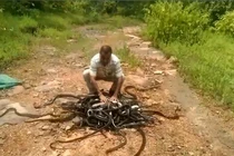 Gặp "bố già" Ấn Độ bắt hơn 30.000 con rắn