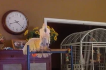 Con vẹt bá đạo diễn lại cảnh vợ chồng cãi nhau