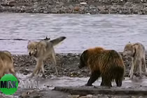 Cảnh gấu liều lĩnh giành thức ăn với bầy sói hiếm có