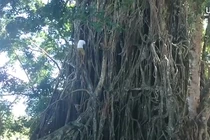 Tarzan sống giữa đời thường ở Philippines