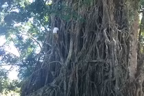 Tarzan sống giữa đời thường ở Philippines