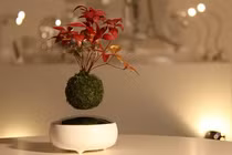 Tận mắt loại bon sai bay lơ lửng trên không trung