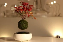 Tận mắt loại bon sai bay lơ lửng trên không trung