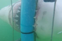 Cá mập nổi giận điên cuồng tấn công du khách