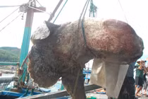 Bắt được cá khổng lồ dài 2,6 m ở Nghệ An 