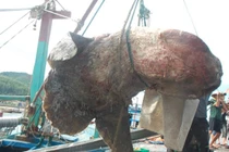 Bắt được cá khổng lồ dài 2,6 m ở Nghệ An 