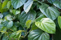 10 công dụng chữa bệnh bất ngờ của lá trầu không