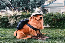 Chú chó nổi tiếng đi phượt qua 8 quốc gia 