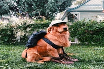 Chú chó nổi tiếng đi phượt qua 8 quốc gia 