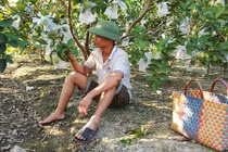 Bán ổi không ăn thua, Lệ Rơi lại đi... "làm nghệ thuật"