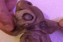 Bàng hoàng phát hiện ra xác “quái vật ngoài hành tinh” 