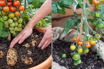 Loài cây kỳ lạ cho quả cà chua và củ khoai tây