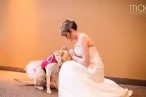 Cảm động chú chó phù dâu an ủi cô chủ trước lễ cưới 