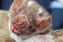 Kinh hoàng “ma cà rồng” thảm sát hàng chục trẻ em