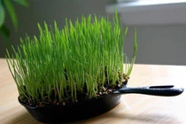 Những ý tưởng trồng cây “bá đạo” nhất quả đất