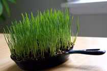 Những ý tưởng trồng cây “bá đạo” nhất quả đất