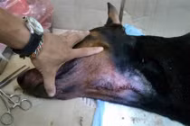 Chú chó bị đâm trên phố Nguyễn Chí Thanh đang hồi phục