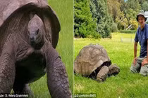 Cụ rùa già nhất thế giới lần đầu được tắm sau gần 200 năm 