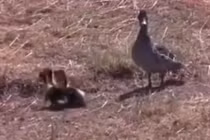 Vịt mẹ thông minh, đánh lạc hướng linh cẩu để cứu đàn con