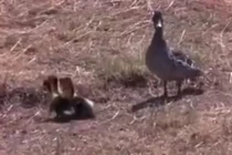 Vịt mẹ thông minh, đánh lạc hướng linh cẩu để cứu đàn con