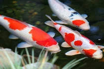 Mơ thấy cá chết là điềm báo gì? 