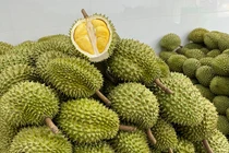 Vỏ của “vua trái cây” biến thành than sinh học, giấm gỗ giá cao